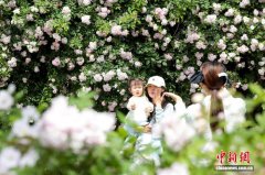 湖北武汉：蔷薇“花瀑”墙引民众争相打卡