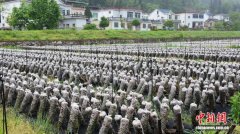 （乡村行·看振兴）大别山深处中畈村：科学织就蚕桑新“丝”路